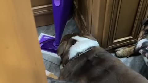 Pack of Bulldogs Waiting for Mom to get out of the Shower