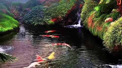 Beautiful fish 🐟 natural view relax cool video