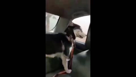 Try not to laugh of funny cats and dogs