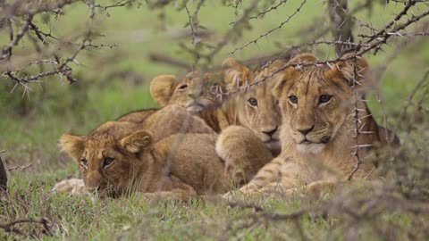 Watch the beauty of young lion cubs