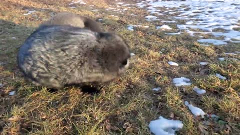 Silver foxes roll around gleefully (Vixie fox and Serafina fox)