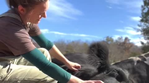 Have you ever heard a cow purr with happiness?