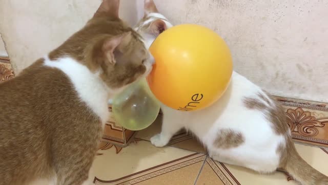 Cats vs Balloon Funny cat videos