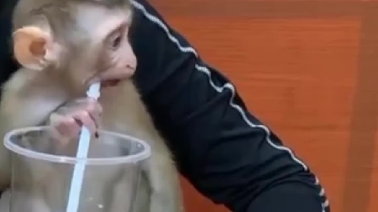 Struggle of the Monkey to use the straw 🧃 Funny video