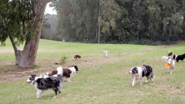 Clip of a funny dog😹 💞