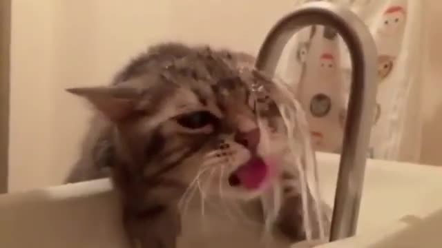 AWW SO FUNNY 🐱 | Amazing And Awesome Funny Video 🐮