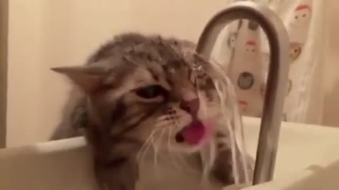 AWW SO FUNNY 🐱 | Amazing And Awesome Funny Video 🐮