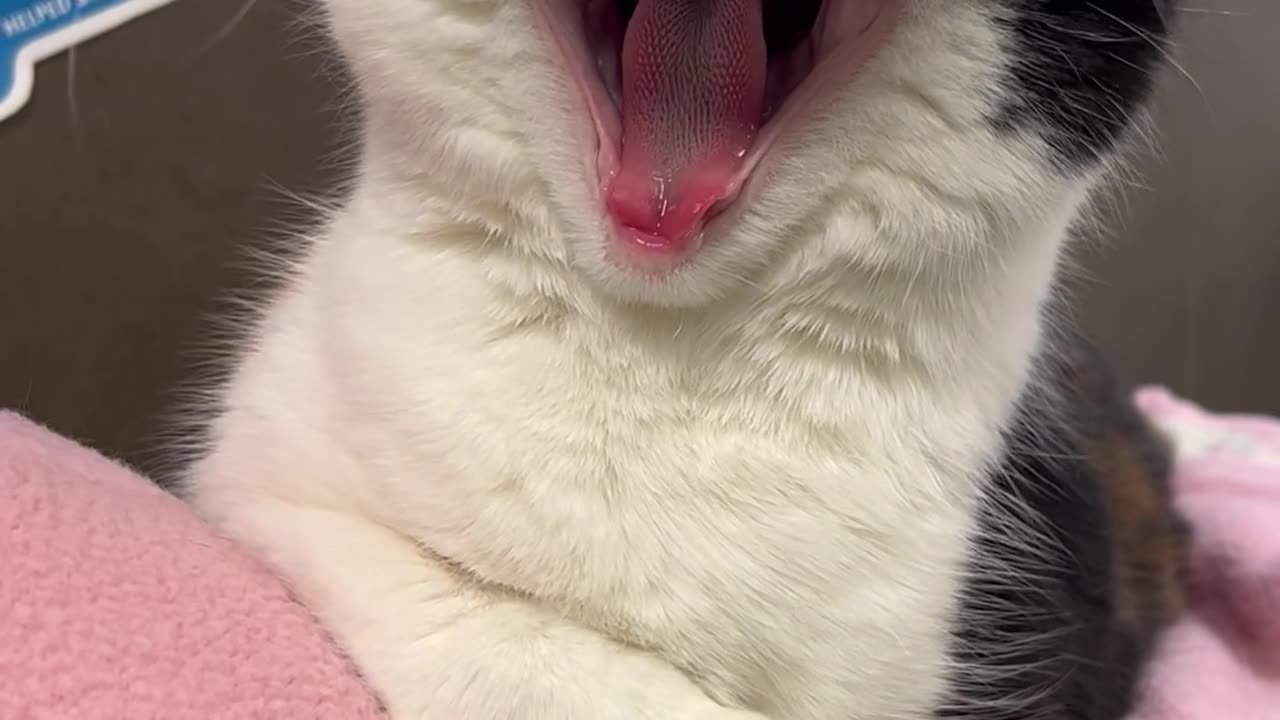 The Cutest Gummy Yawn