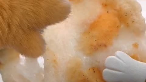 Cat cooking