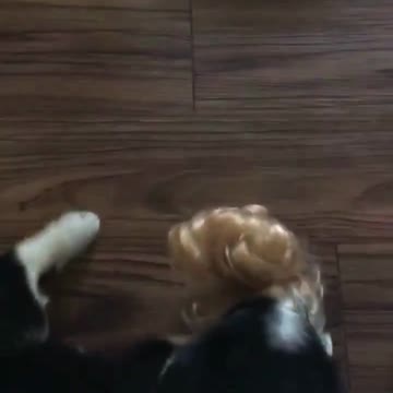 Silly Dog as An Adorable Puppy and Now. Cutest Ending Ever!