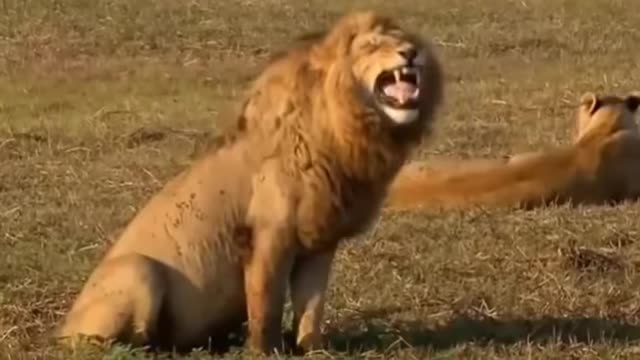 fake lion and fake tigers prank