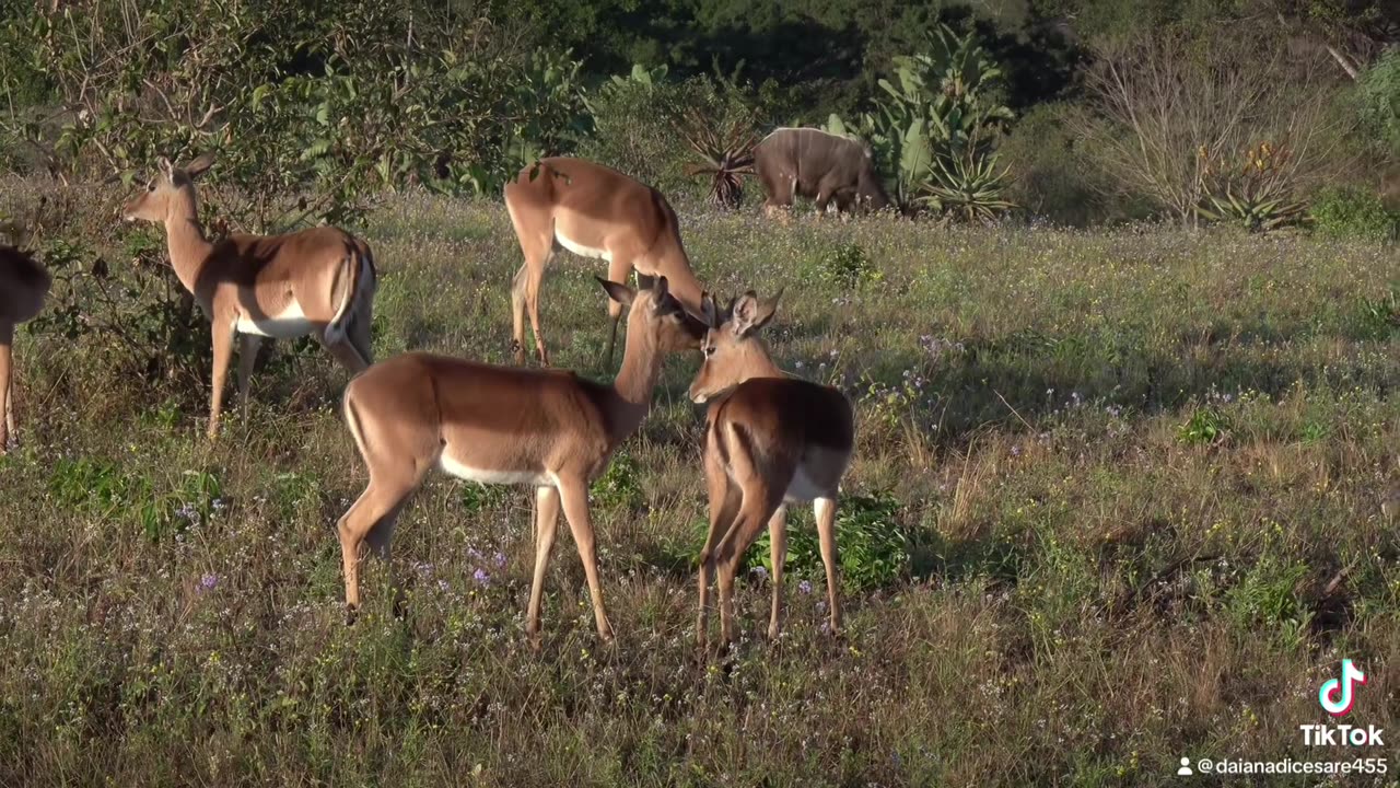 Wild safari