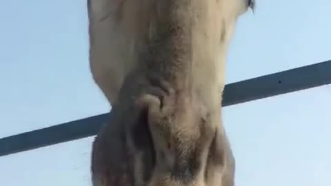 Tall sika deer.