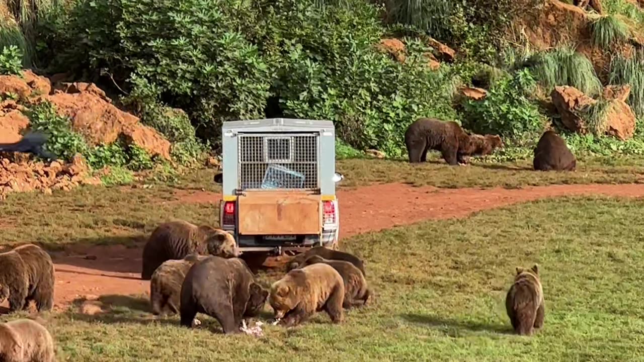 Grizzly Bears Gather For Food