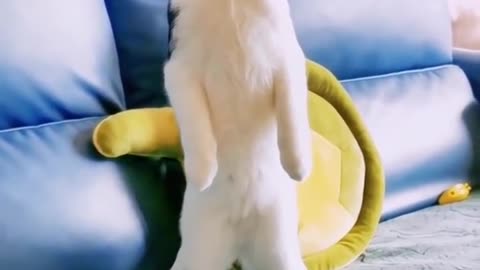 Funniest Cats and Dogs 🐱🐶 Part 7