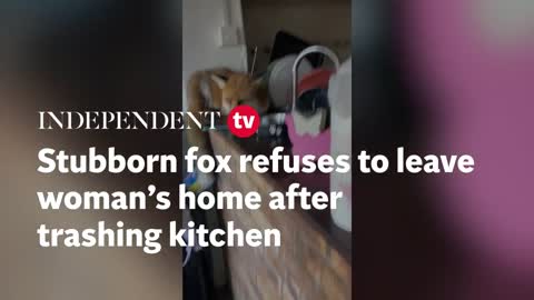 Stubborn fox refuses to leave woman's home after trashing kitchen