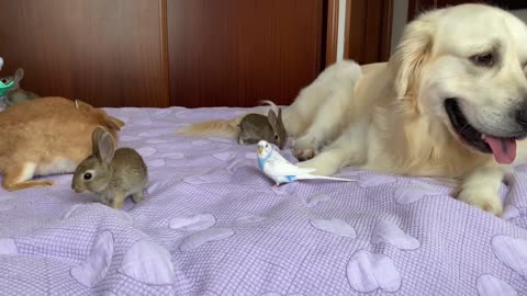 Funny Golden Retriever Loves His Cute Animal Friends