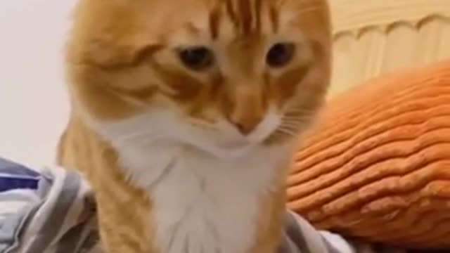 Cute Funny Cats