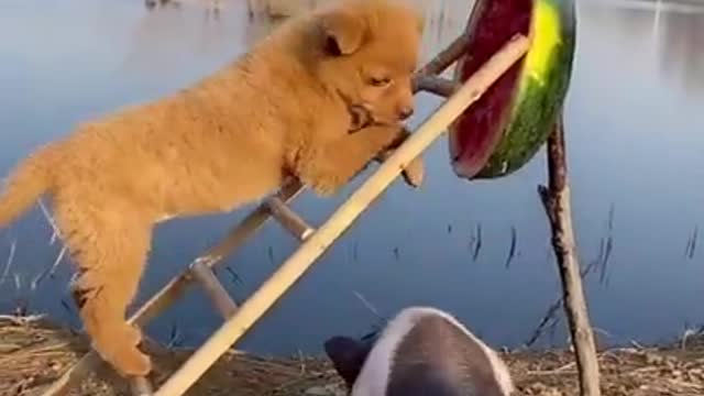 Animals Doing Things | funny animal videos 2021🐶🐶