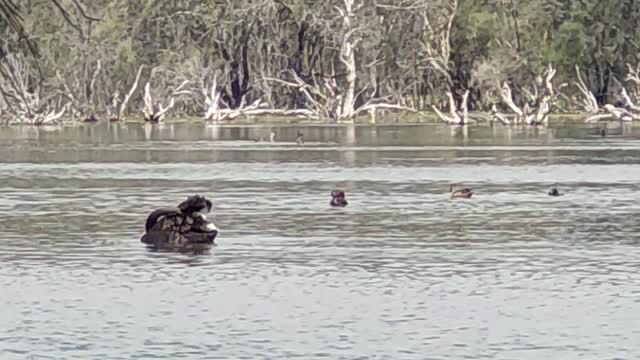 Black Swan at Canningto, Western Australia