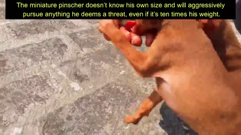 Miniature Pinsture (Minpin) " The King Of Toy Breed" Min Pin Puppies