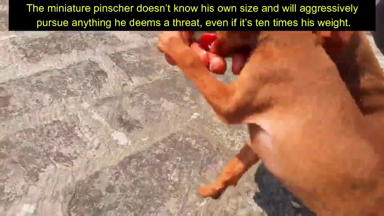 Miniature Pinsture (Minpin) " The King Of Toy Breed" Min Pin Puppies