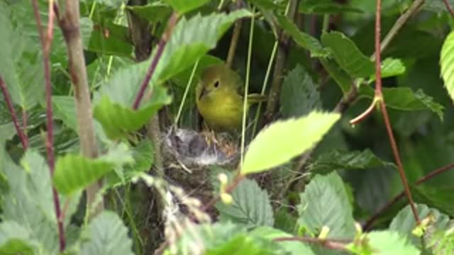 yellow wabler bird feedi