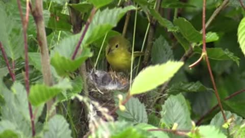 yellow wabler bird feedi