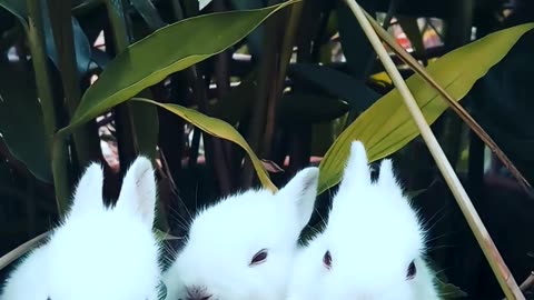 Cute Rabbits are playing.