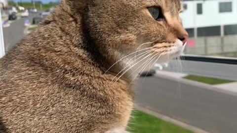 Simba Cat Enjoy Sunshine Afternoon