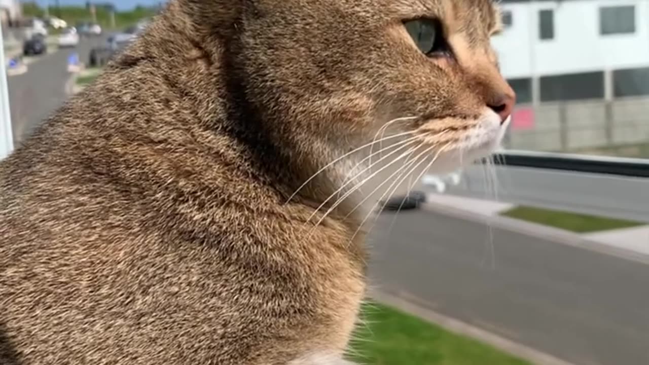 Simba Cat Enjoy Sunshine Afternoon