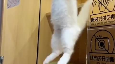 cute little kitten