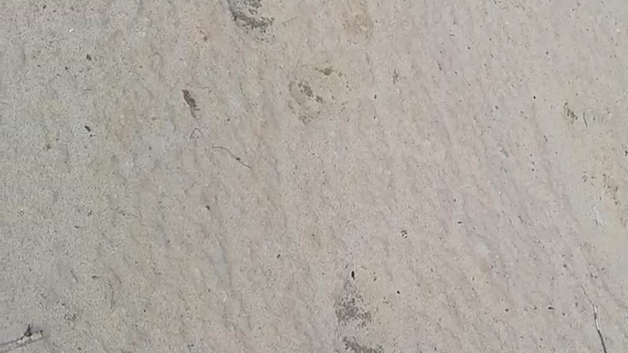 There was a bear outside my house