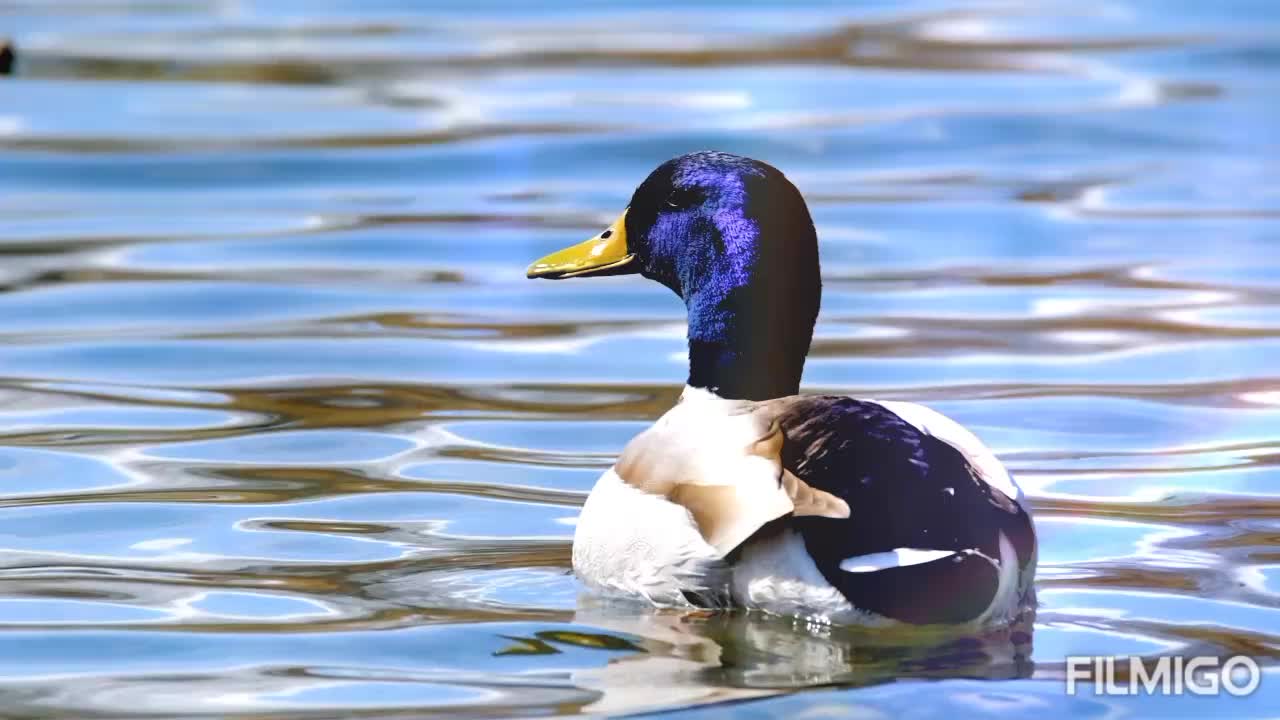 Beautiful duck 🦆 Swememing