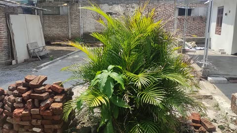 My home