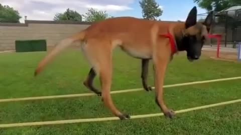 Dog Training Tricks