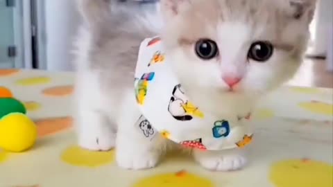 Cute kitty 🐈🥰❤️ ✅DesiFun23