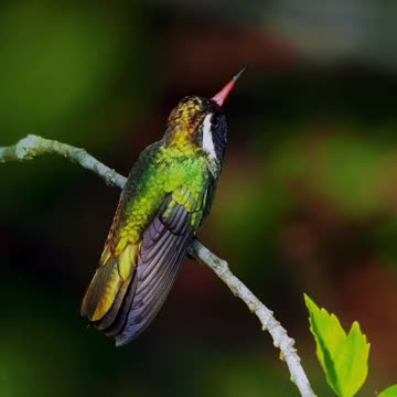 Hummingbird preparing to fly in the forest, amazing view