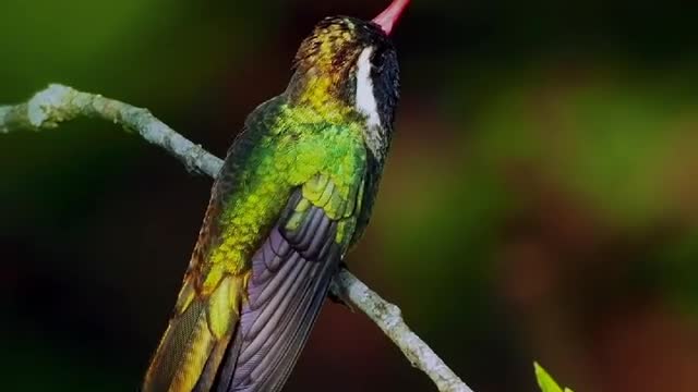 Hummingbird preparing to fly in the forest, amazing view