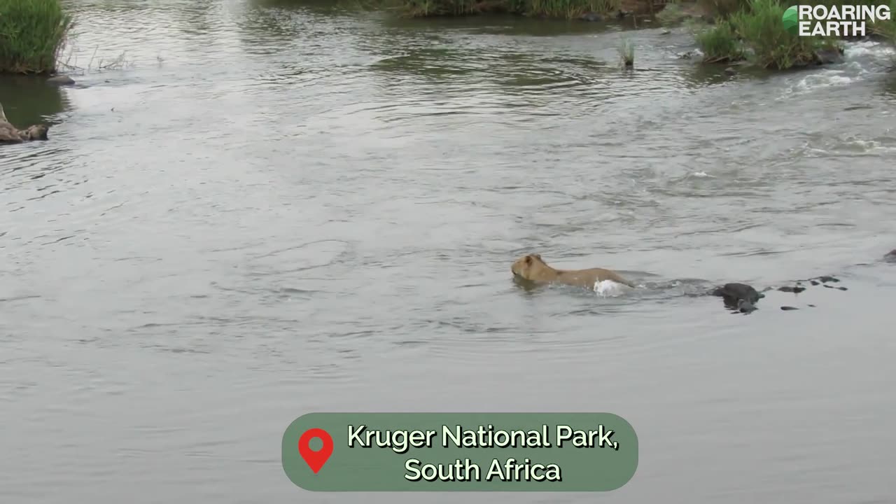 Crocodile Attacks Lion in River