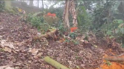 Capturas por tala de árboles en Floridablanca