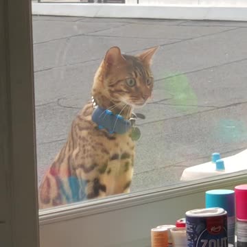 The neighborhood cat I usually cat-sit discovering there’s a new cat in our apartment