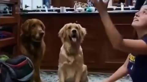 Funny animal dog