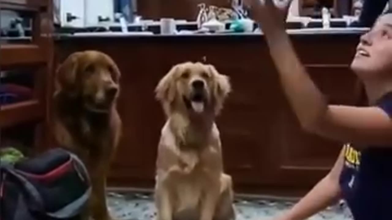 Funny animal dog