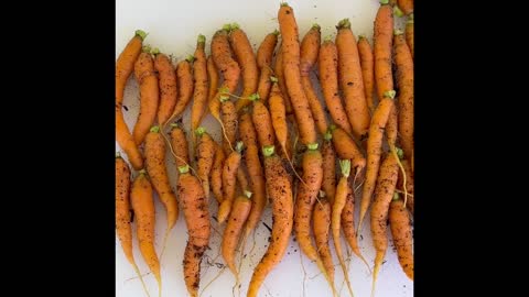 Carrot Harvest