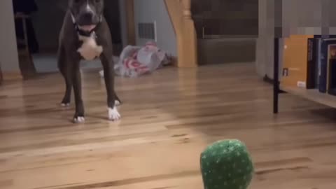 Fighting dog vs dancing catcus 🕺