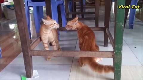 Cats fighting and meowing