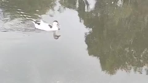 Ducks are floating