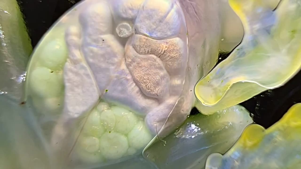 Watching A Glass Frog's Organs Through Transparent Skin