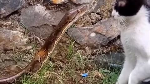 Snake vs cat #viral